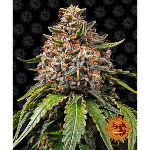 White Widow XXL семена конопли: фото, характеристики, отзывы, описание White Widow XXL семена конопли: фото, характеристики, отзывы, описание