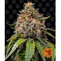 White Widow XXL семена конопли: фото, характеристики, отзывы, описание White Widow XXL семена конопли: фото, характеристики, отзывы, описание