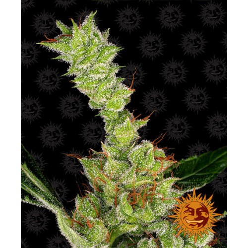 Dr Grinspoon Feminised семена конопли: фото, характеристики, отзывы, описание