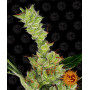 Dr Grinspoon Feminised семена конопли: фото, характеристики, отзывы, описание