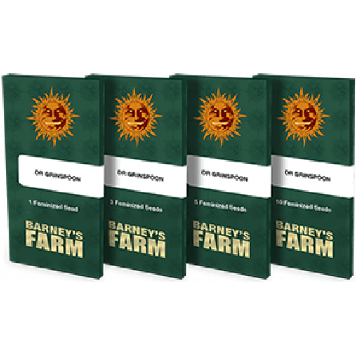 Dr Grinspoon Feminised семена конопли: фото, характеристики, отзывы, описание