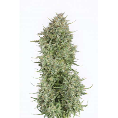 Auto Blue Kush Feminised насіння конопель: фото, характеристики, відгуки, опис Auto Blue Kush Feminised насіння конопель: фото, характеристики, відгуки, опис