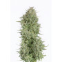 Auto Blue Kush Feminised насіння конопель: фото, характеристики, відгуки, опис Auto Blue Kush Feminised насіння конопель: фото, характеристики, відгуки, опис