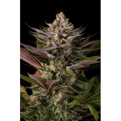Blue kush Feminised насіння конопель: фото, характеристики, відгуки, опис