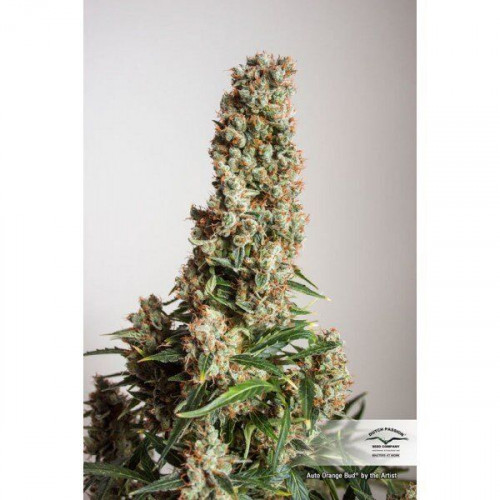 Auto Banana Blaze насіння конопель: фото, характеристики, відгуки, опис