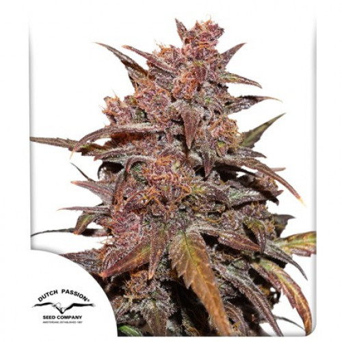 Auto CBD Blackberry Kush семена конопли: фото, характеристики, отзывы, описание