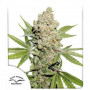 Auto Lemon Kix семена конопли: фото, характеристики, отзывы, описание Auto Lemon Kix семена конопли: фото, характеристики, отзывы, описание
