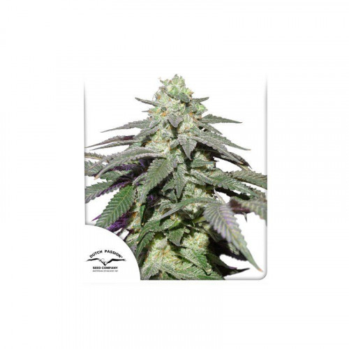 Auto Skywalker Haze  семена конопли: фото, характеристики, отзывы, описание Auto Skywalker Haze  семена конопли: фото, характеристики, отзывы, описание