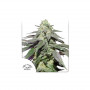 Auto Skywalker Haze  семена конопли: фото, характеристики, отзывы, описание Auto Skywalker Haze  семена конопли: фото, характеристики, отзывы, описание