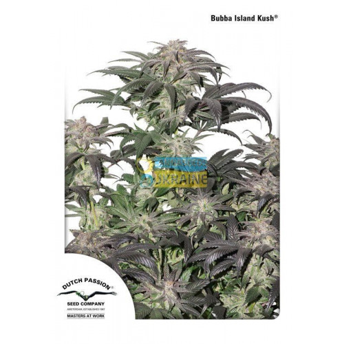Bubba Island Kush семена конопли: фото, характеристики, отзывы, описание