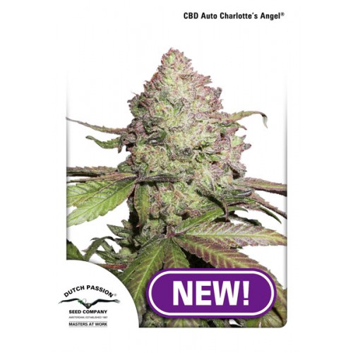CBD Charlotte’s Angel feminised семена конопли: фото, характеристики, отзывы, описание