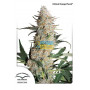 Critical Orange Punch  насіння конопель: фото, характеристики, відгуки, опис
