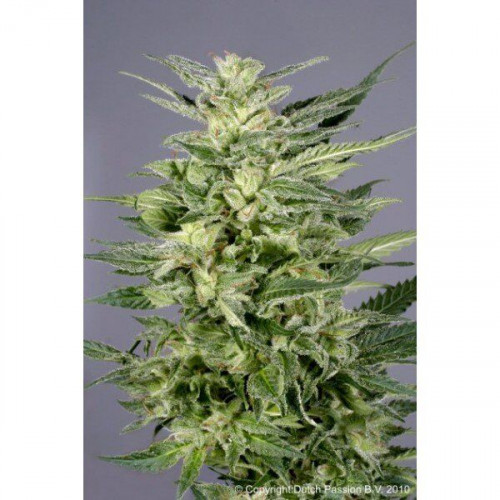 HiFi 4G  семена конопли: фото, характеристики, отзывы, описание