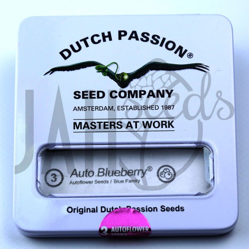 Auto Blueberry Feminised - Dutch Passion семена конопли: фото, характеристики, отзывы, описание Auto Blueberry Feminised - Dutch Passion семена конопли: фото, характеристики, отзывы, описание
