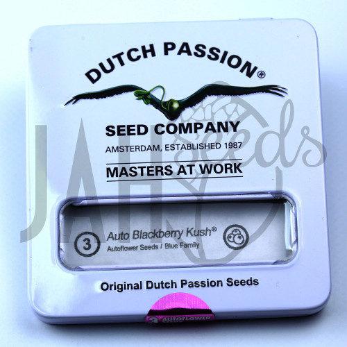 Auto Blackberry Kush feminised насіння конопель: фото, характеристики, відгуки, опис