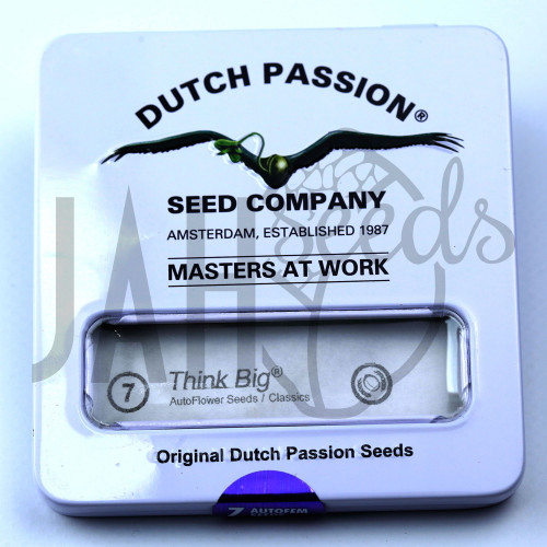 Auto Think Big feminised насіння конопель: фото, характеристики, відгуки, опис
