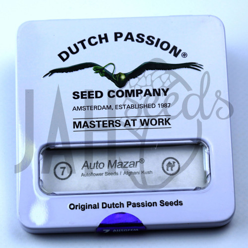 Auto Mazar Feminised семена конопли: фото, характеристики, отзывы, описание