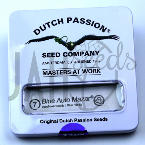 Auto Blue Mazar feminised семена конопли: фото, характеристики, отзывы, описание