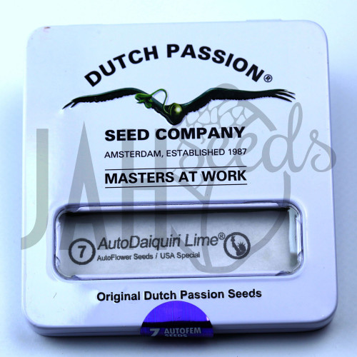 Auto Daiquiri Lime feminised семена конопли: фото, характеристики, отзывы, описание