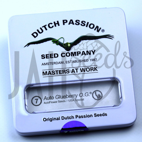 Auto Glueberry OG feminised семена конопли: фото, характеристики, отзывы, описание Auto Glueberry OG feminised семена конопли: фото, характеристики, отзывы, описание