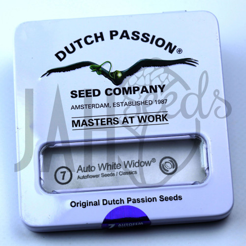 Auto White Widow Feminised - Dutch Passion насіння конопель: фото, характеристики, відгуки, опис Auto White Widow Feminised - Dutch Passion насіння конопель: фото, характеристики, відгуки, опис