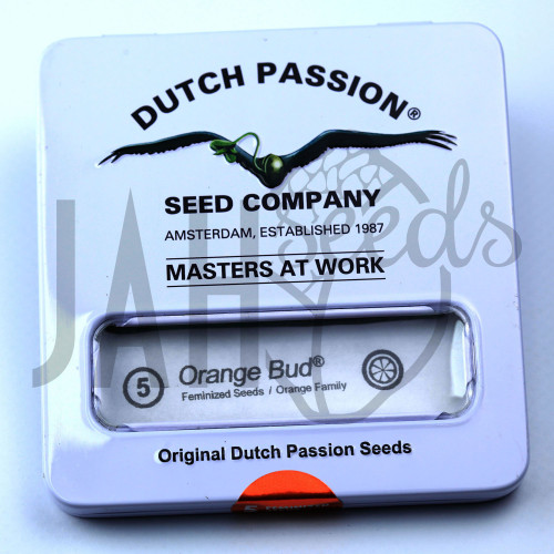 Orange Bud feminised насіння конопель: фото, характеристики, відгуки, опис