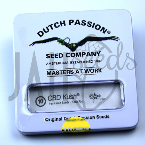 CBD Kush feminised семена конопли: фото, характеристики, отзывы, описание