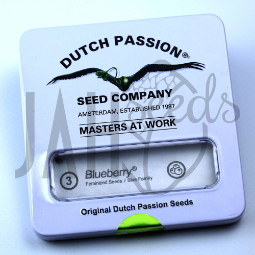 Blueberry feminised насіння конопель: фото, характеристики, відгуки, опис