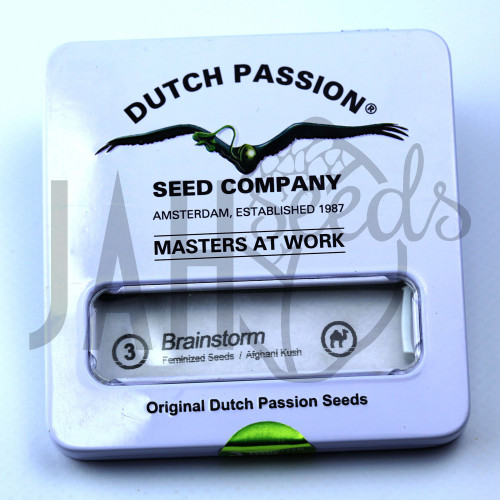Brainstorm Feminised семена конопли: фото, характеристики, отзывы, описание