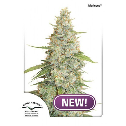 Meringue насіння конопель: фото, характеристики, відгуки, опис