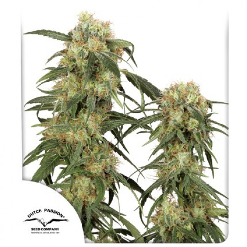 Pamir Gold семена конопли: фото, характеристики, отзывы, описание