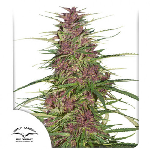 Purple 1 насіння конопель: фото, характеристики, відгуки, опис Purple 1 насіння конопель: фото, характеристики, відгуки, опис