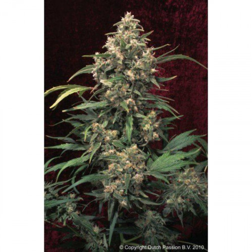 Strawberry Cough семена конопли: фото, характеристики, отзывы, описание