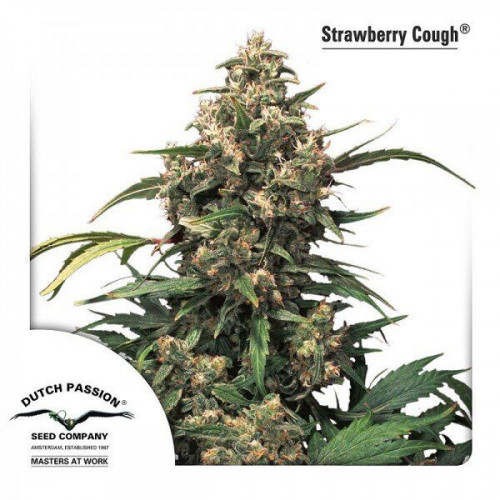 Strawberry Cough семена конопли: фото, характеристики, отзывы, описание