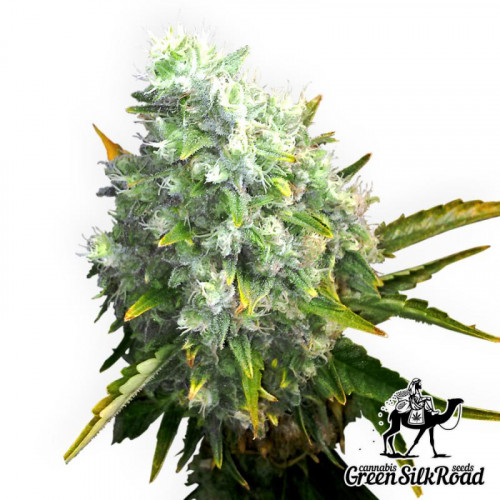 Auto OG Kush Feminised насіння конопель: фото, характеристики, відгуки, опис Auto OG Kush Feminised насіння конопель: фото, характеристики, відгуки, опис