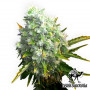 Auto OG Kush Feminised насіння конопель: фото, характеристики, відгуки, опис Auto OG Kush Feminised насіння конопель: фото, характеристики, відгуки, опис