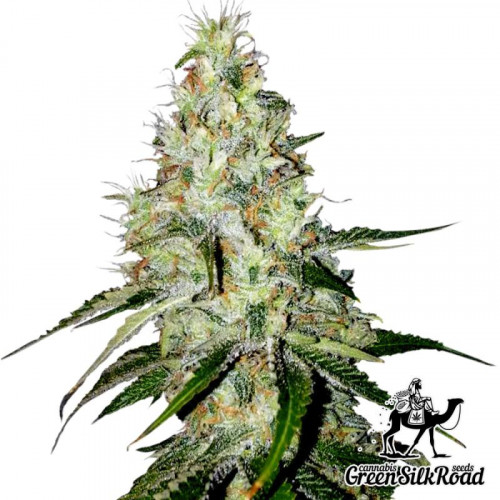 Auto White Widow Feminised семена конопли: фото, характеристики, отзывы, описание Auto White Widow Feminised семена конопли: фото, характеристики, отзывы, описание