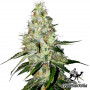 Auto White Widow Feminised семена конопли: фото, характеристики, отзывы, описание Auto White Widow Feminised семена конопли: фото, характеристики, отзывы, описание