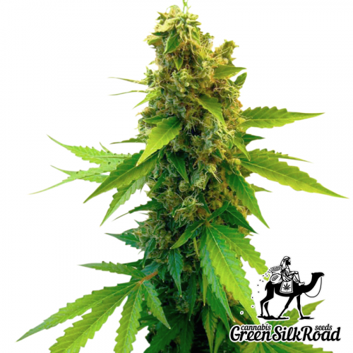 Great White Shark Feminised насіння конопель: фото, характеристики, відгуки, опис