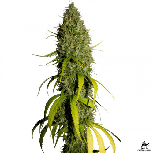 Northern Lights Feminised насіння конопель: фото, характеристики, відгуки, опис