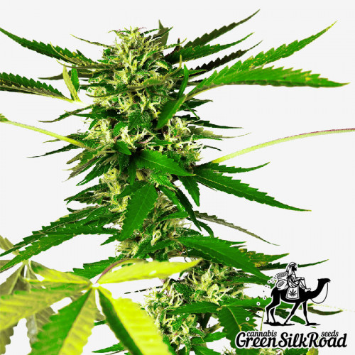 Somango Feminised насіння конопель: фото, характеристики, відгуки, опис