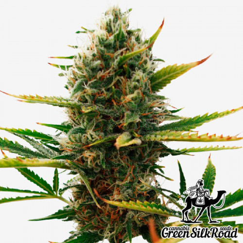 Super Skunk Feminised семена конопли: фото, характеристики, отзывы, описание Super Skunk Feminised семена конопли: фото, характеристики, отзывы, описание