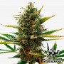 Super Skunk Feminised семена конопли: фото, характеристики, отзывы, описание Super Skunk Feminised семена конопли: фото, характеристики, отзывы, описание