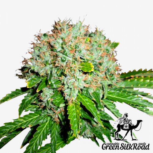 White Widow Feminised семена конопли: фото, характеристики, отзывы, описание White Widow Feminised семена конопли: фото, характеристики, отзывы, описание