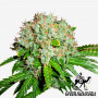 White Widow Feminised семена конопли: фото, характеристики, отзывы, описание White Widow Feminised семена конопли: фото, характеристики, отзывы, описание