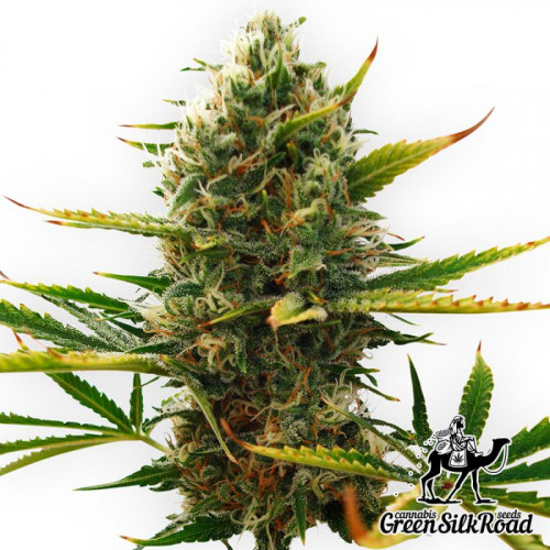 Auto Super Skunk Feminised семена конопли: фото, характеристики, отзывы, описание