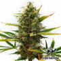 Auto Super Skunk Feminised семена конопли: фото, характеристики, отзывы, описание