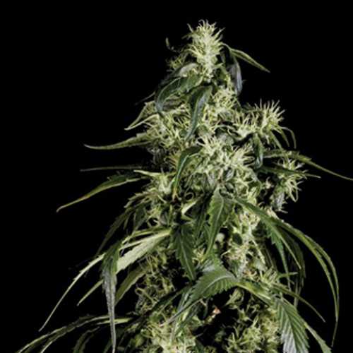 Arjan's Haze 1 Feminised семена конопли: фото, характеристики, отзывы, описание