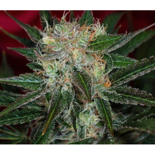 Auto Woodoo Widow Feminised семена конопли: фото, характеристики, отзывы, описание