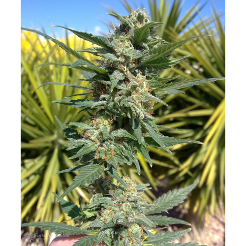 Big Devil 2 Feminised семена конопли: фото, характеристики, отзывы, описание